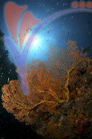 Tioman Island - Pahang