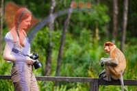 Proboscis Monkey