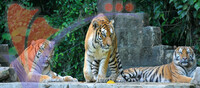 Lost World of Tambun - Ipoh, Perak
