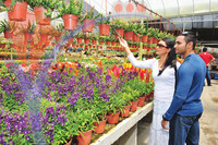 Cactus Farm