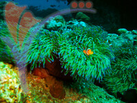 Tenggol Island - Terengganu