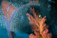 Sipadan 26