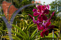 Orchid & Hibiscus Gardens - Kuala Lumpur