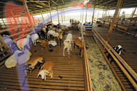 Uk Agro Farm