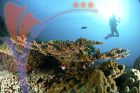 Tioman Island - Pahang