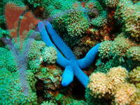Tenggol Island - Terengganu