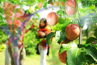 Fruit Farm