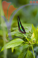 Kuala Lumpur Bird Park - Kuala Lumpur
