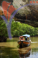 Kilim River Mangrove Tour, Langkawi, Kedah