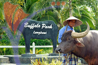 Buffalo Park