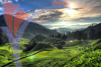 Cameron Highland, Malaysia.