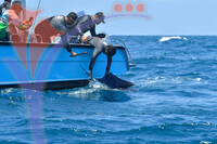 The Royal Pahang Billfish International Challenge