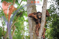 Melaka Zoo