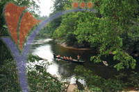 Kuala Koh
