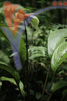 Royal Belum National Park