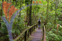 Exploring Borneo Rainforest