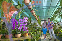 Orchid Garden