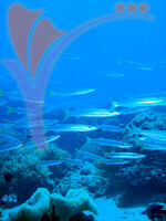 Tenggol Island - Terengganu