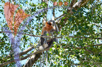 Proboscis Monkey, Sabah