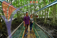 Bakau Hijau