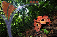 Rafflesia 1 - Perak