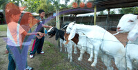 Rabbit Farm
