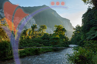 Lush Forest Scene At Morning Sunrise in Borneo Malaysia