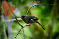Fraser's Hill International Bird Race