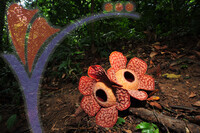 Rafflesia 1 - Perak
