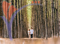 Pantai Senok