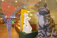 Cat Museum