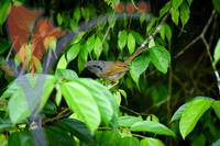 Fraser's Hill International Bird Race