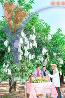Harum Manis , Perlis
