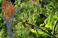 Fraser's Hill International Bird Race