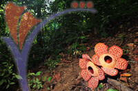 Rafflesia 1 - Perak