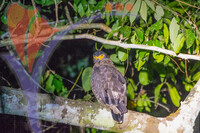 Tabin Wildlife, Sabah
