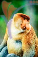 Proboscis 