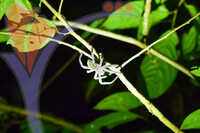 Mulu Night Walk, Sarawak