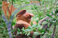 Proboscis Monkey