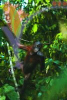 Sepilok