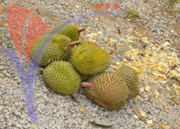 Durian