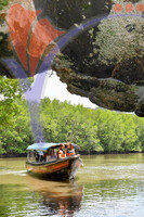 Kilim River Mangrove Tour, Langkawi, Kedah