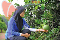 Melaka Tropical Fruit Farm