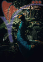 Taman Burung