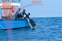The Royal Pahang Billfish International Challenge