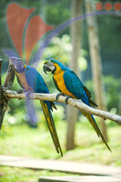 Melaka Bird's Park - Melaka