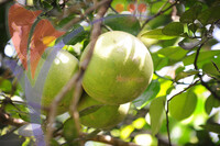 Melaka Tropical Fruit Farm