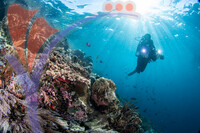 Sipadan 25