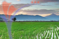Paddy Field At Kota Belud