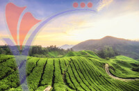 Tea Plantation At Cameron Highlands